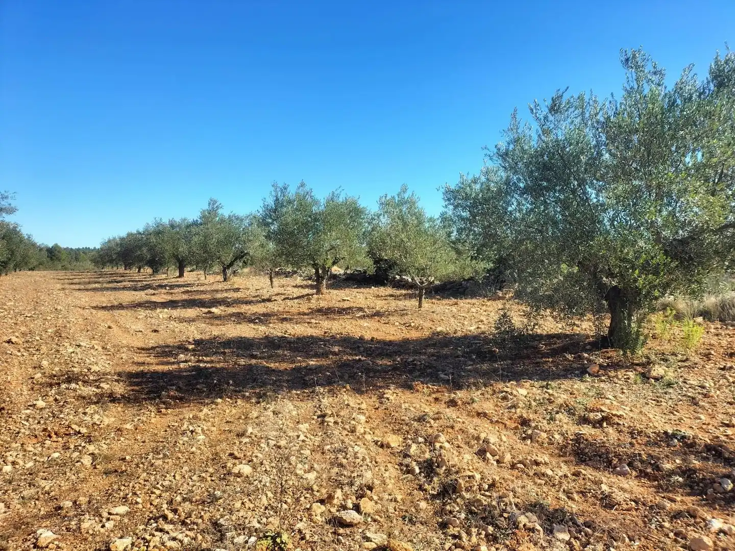 Terreno rustico in vendita a Polígono 7 Parcela 82 LOMA FERRER. NAVARRES (VALE 7, imagen 8