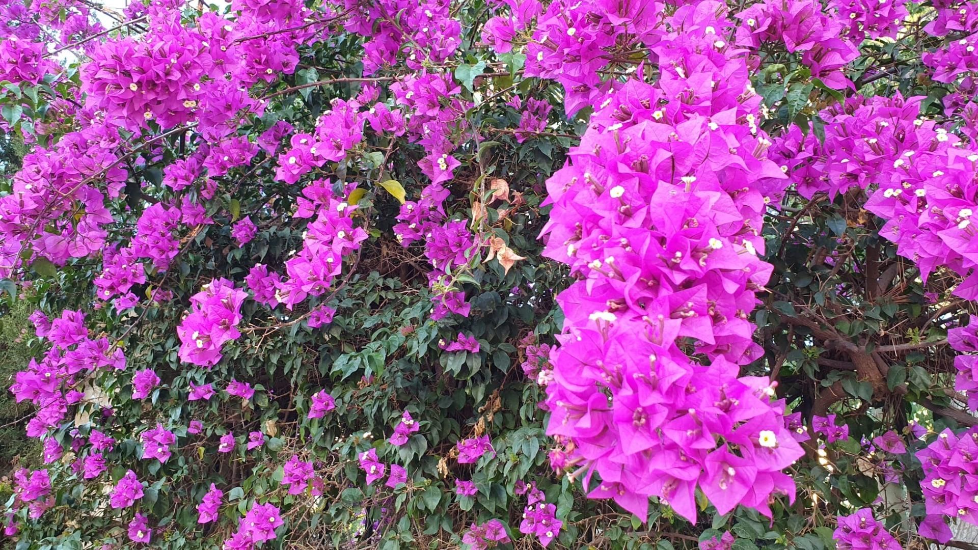Garden of Land for sale in Foios