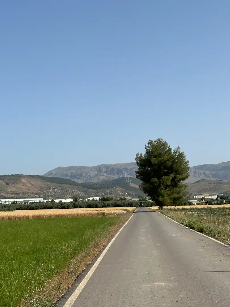 Lands and plots for sale in Centro, imagen 44