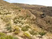 Finca rústica en venta en Felix