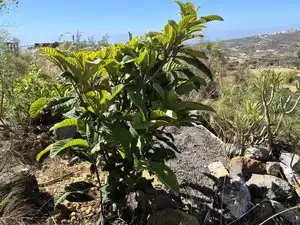Terreno rustico in vendita a Calle las Cuevas, imagen 35