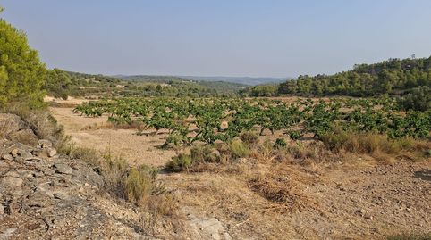 Viña de secano + caseta 20m2. 14.968m2. Nonaspe. 14.000€