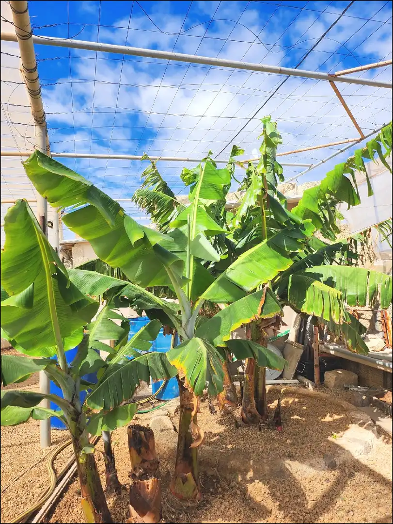 Jardí de Finca rústica en venda en Arico amb Terrassa i Moblat