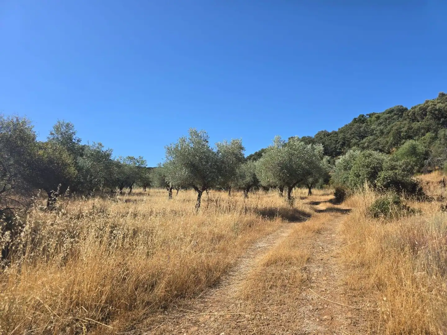 Finca rústica en venda a Belvís de la Jara