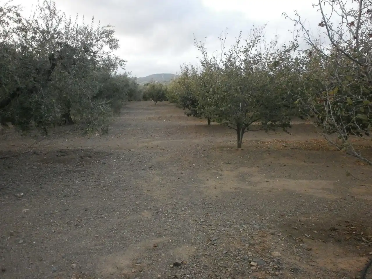 Rural land for sale in Castellvell del Camp, imagen 23