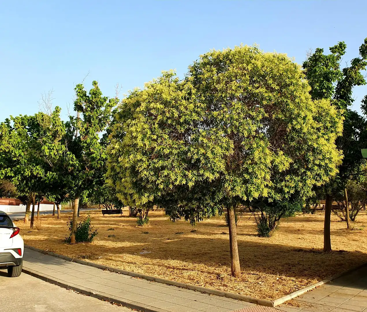 Jardí de Pis de lloguer en La Zubia amb Aire condicionat, Moblat i Alarma
