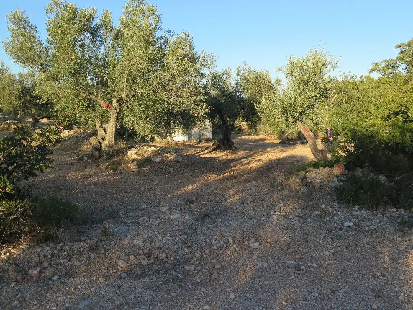 Terrain résidentiel à vendre à Xerta, imagen 14