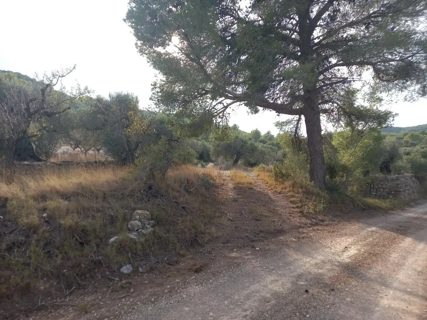 Rural land for sale in Benissanet, imagen 37