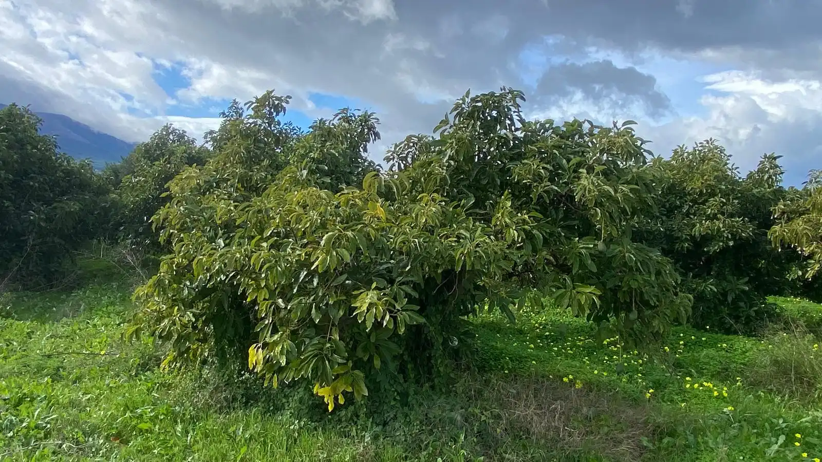 Terreno rustico in vendita a Alquería - Torrealquería, imagen 3