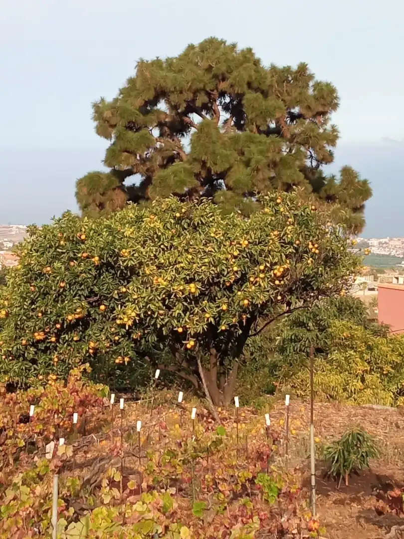 Terreno rustico in vendita a Las Cuevas - Los Gómez, imagen 42