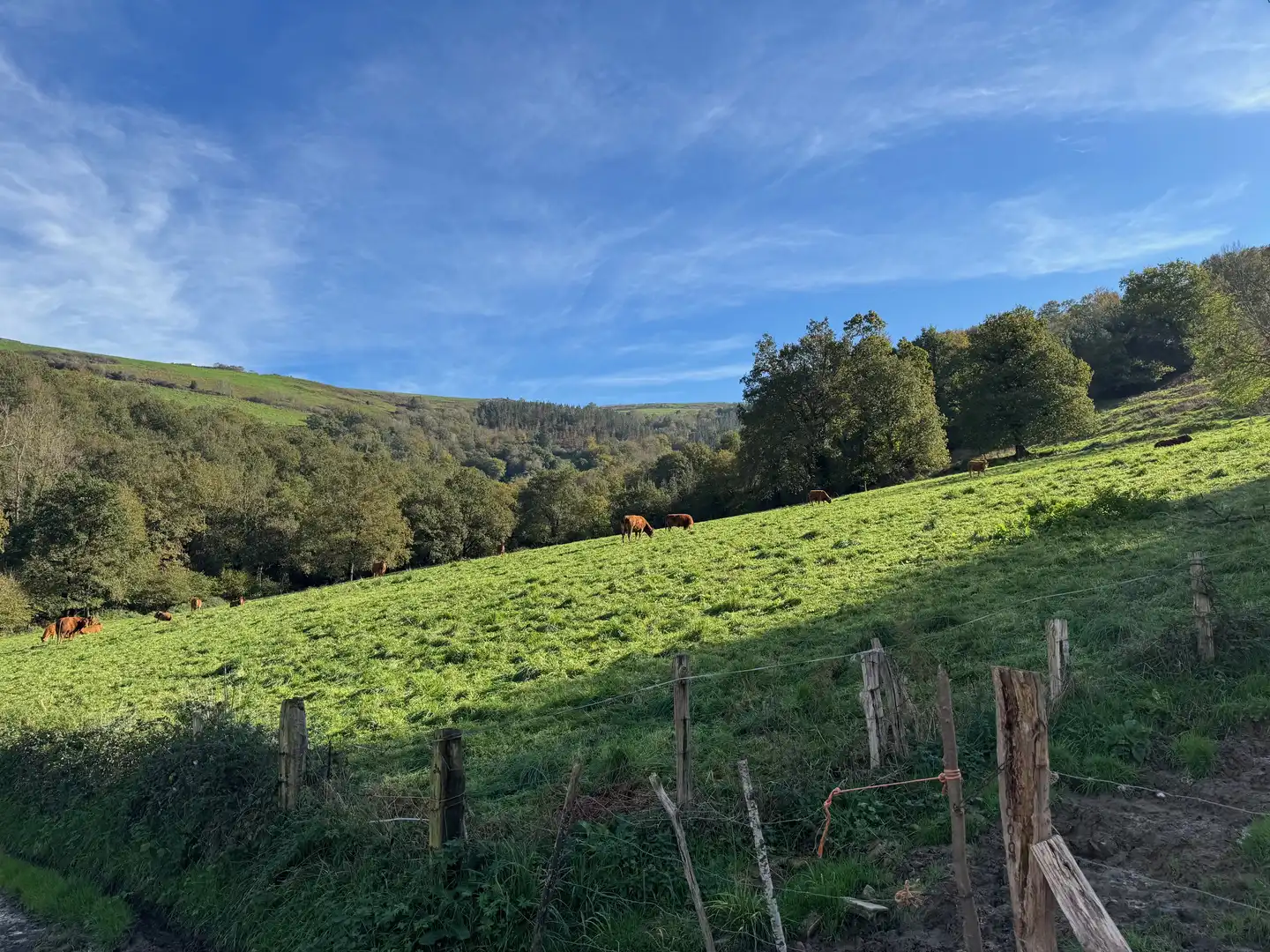 Vista exterior de Finca rústica en venta en Karrantza Harana / Valle de Carranza