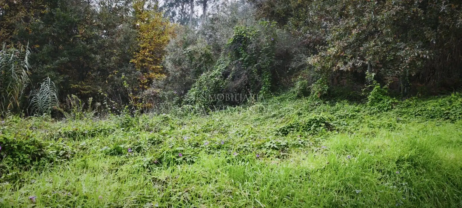 Terreny rústic en venda a Bouza (A)-Pontellas, imagen 5