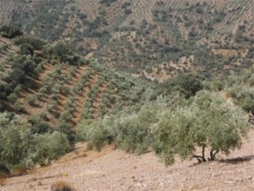 Rustikales Grundstück zum Verkauf in Montoro, imagen 2
