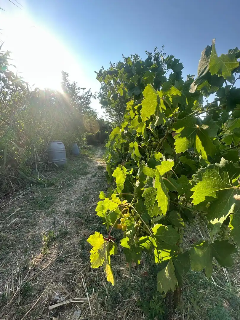 Finca rústica en venta en Olula del Río