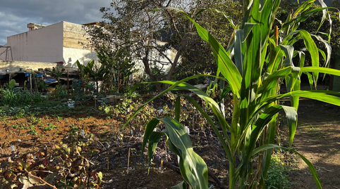 Foto 5 de Finca rústica en venda a Camino Vera de la Florida, El Bebedero - Pinolere - Aguamansa, La Orotava