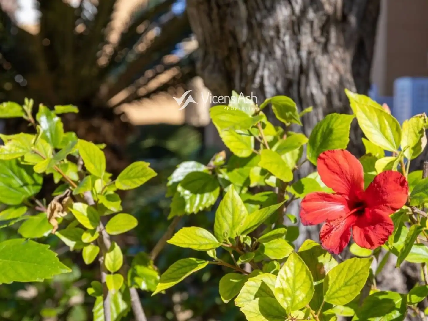 Garten von Wohnung zum Verkauf in Jávea / Xàbia mit Klimaanlage, Terrasse und Schwimmbad