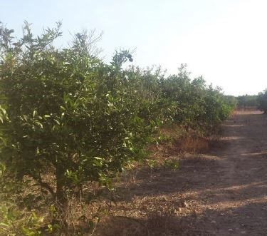 Land for sale in Torrent