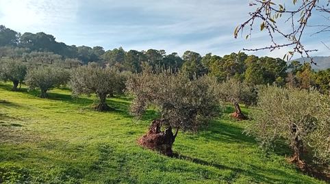 Photo 4 of Land for sale in Tolox, Málaga