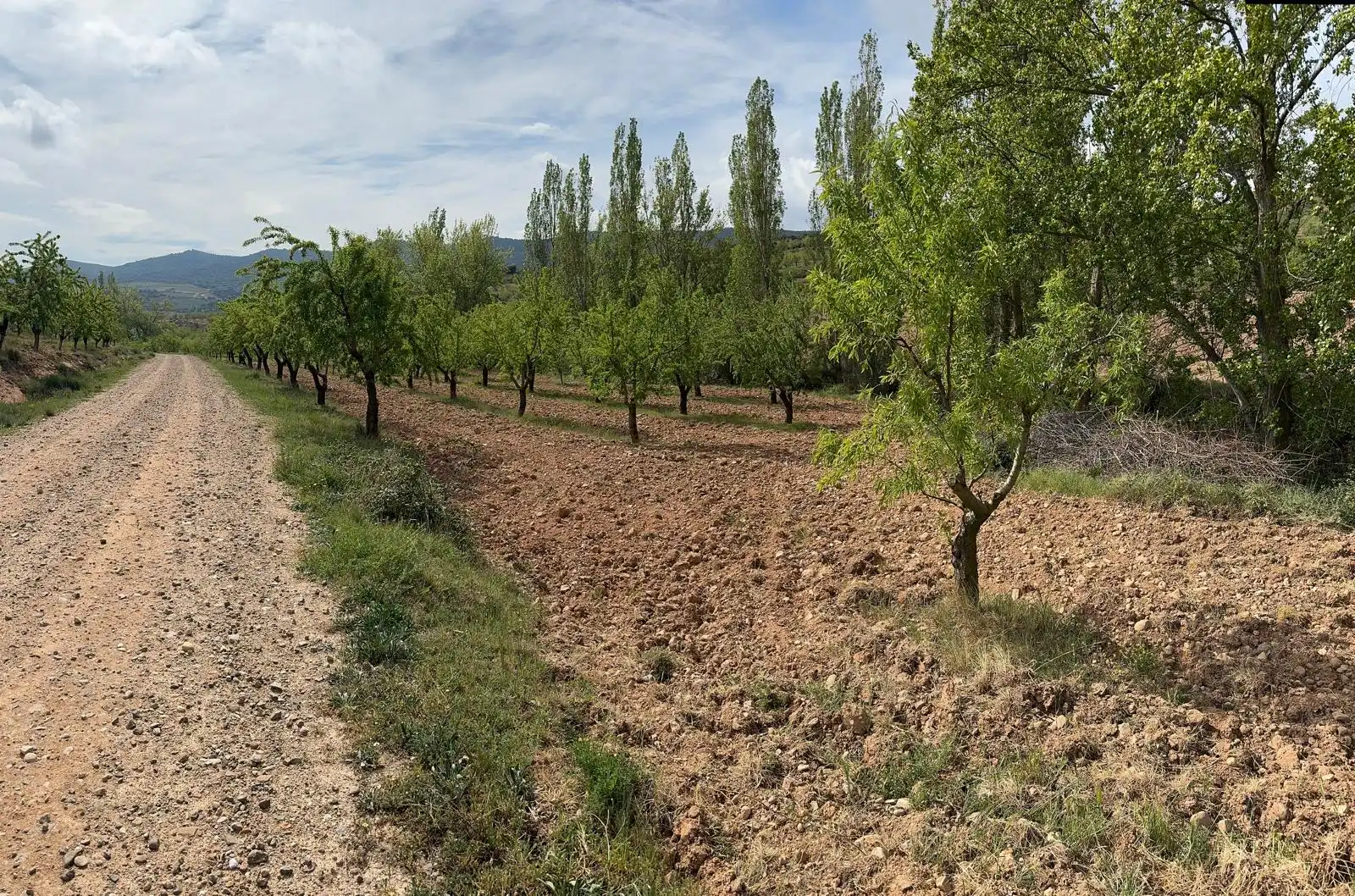 Land for sale in Bergasa