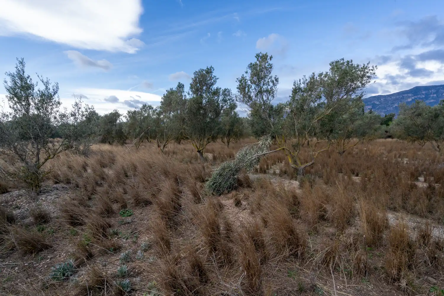Terreno rustico in vendita a Roquetes, imagen 16
