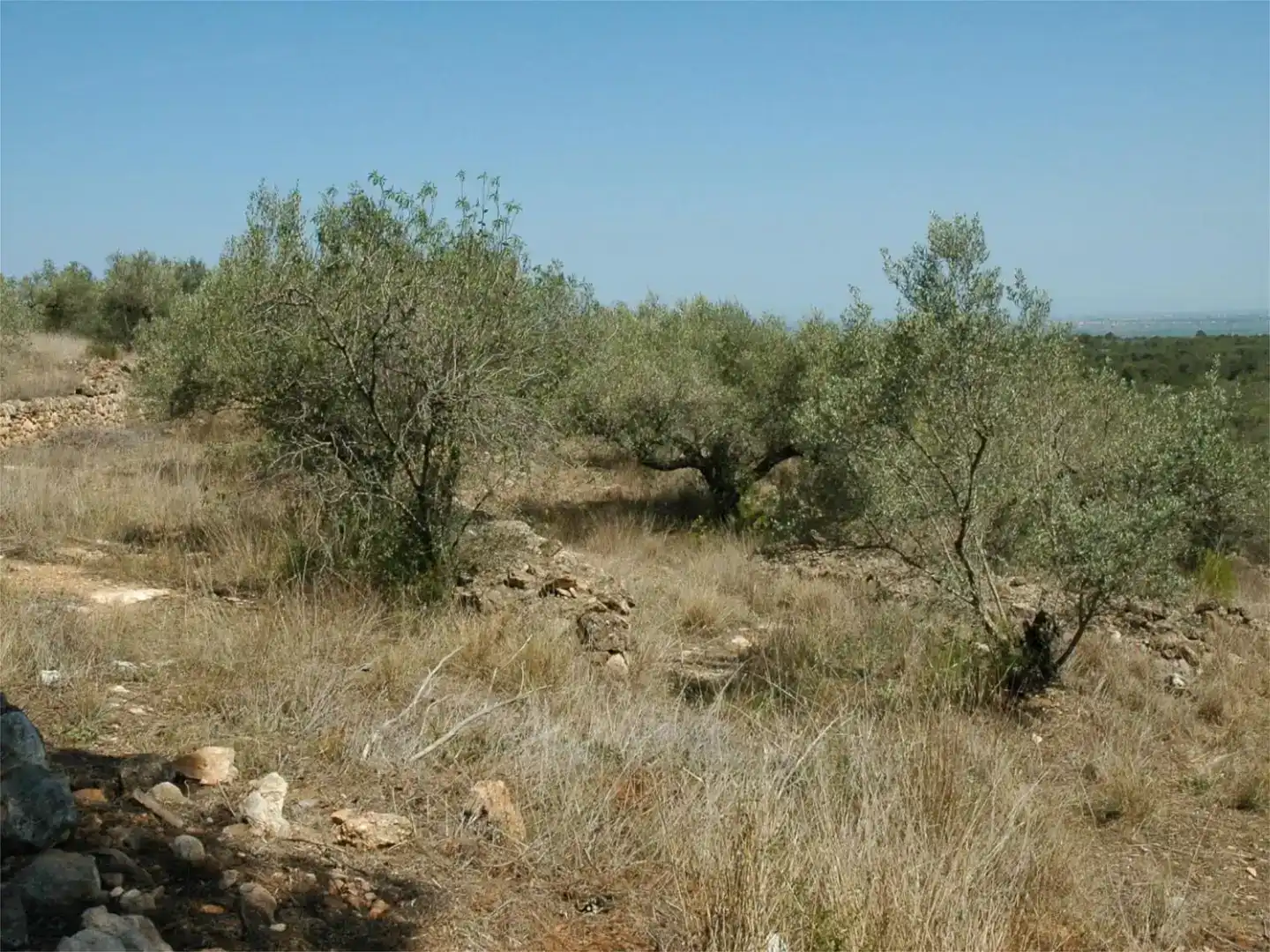 Finca rústica en venda en Camarles