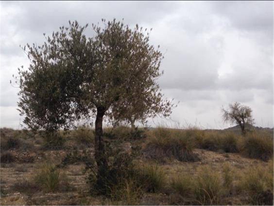 Terreno en Venta en M-311, 37 en Chinchón