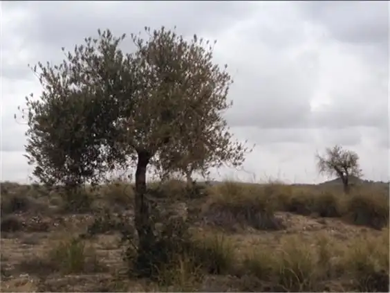 Terreno rustico in vendita a M-311 37