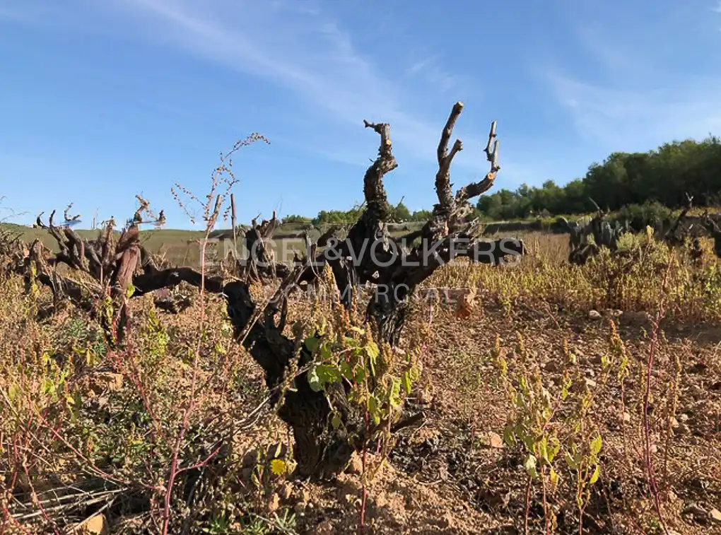 Fabrik Grundstücke zum Verkauf in Avinyonet del Penedès