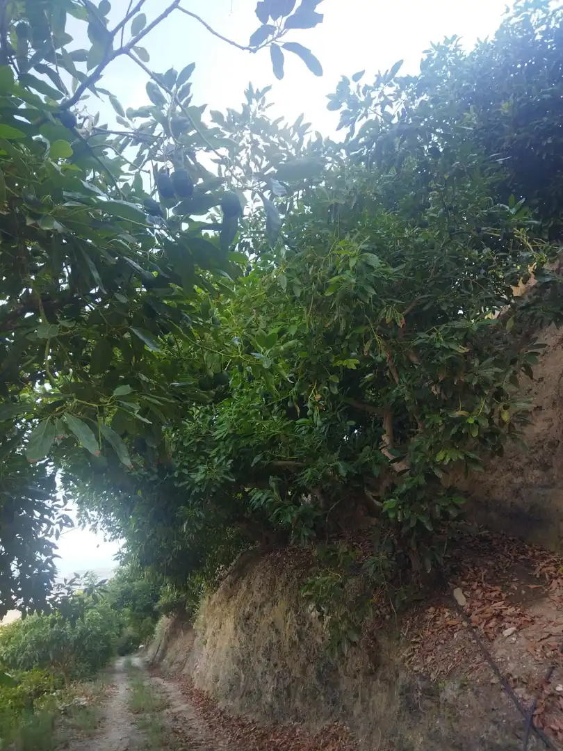 Finca rústica en venda en Almuñécar amb Jardí privat, Terrassa i Piscina