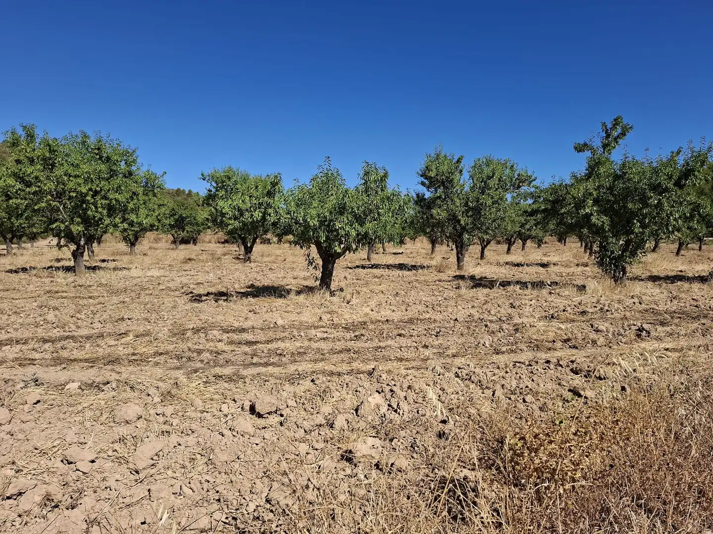 Finca rústica en venta en Maella