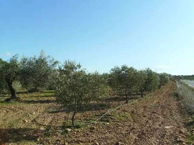 Land for sale in Vila-rodona