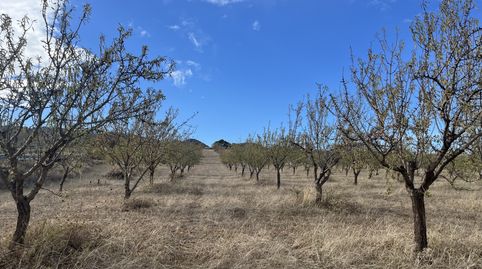 Finca de almendros en Padul - Granada