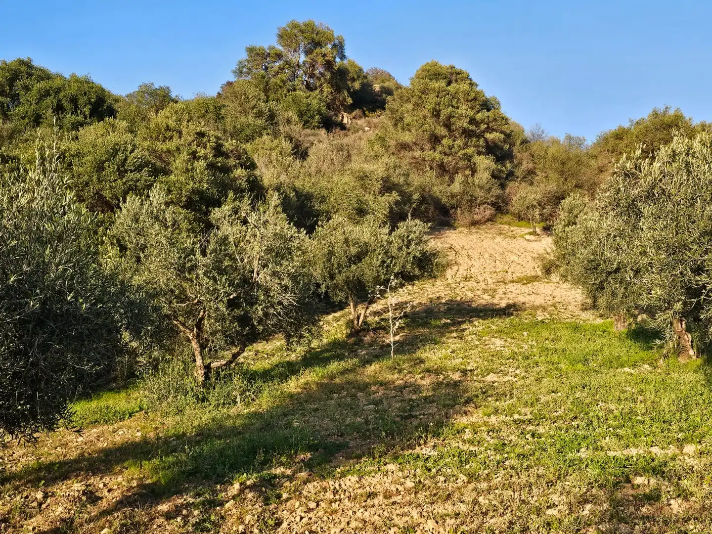 Terreni e lotti in vendita a Alozaina, imagen 5