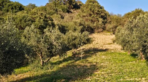 Terreno rústico 20.000m2 con 250 olivos Guaro Pelos de Ardite, immagine 5