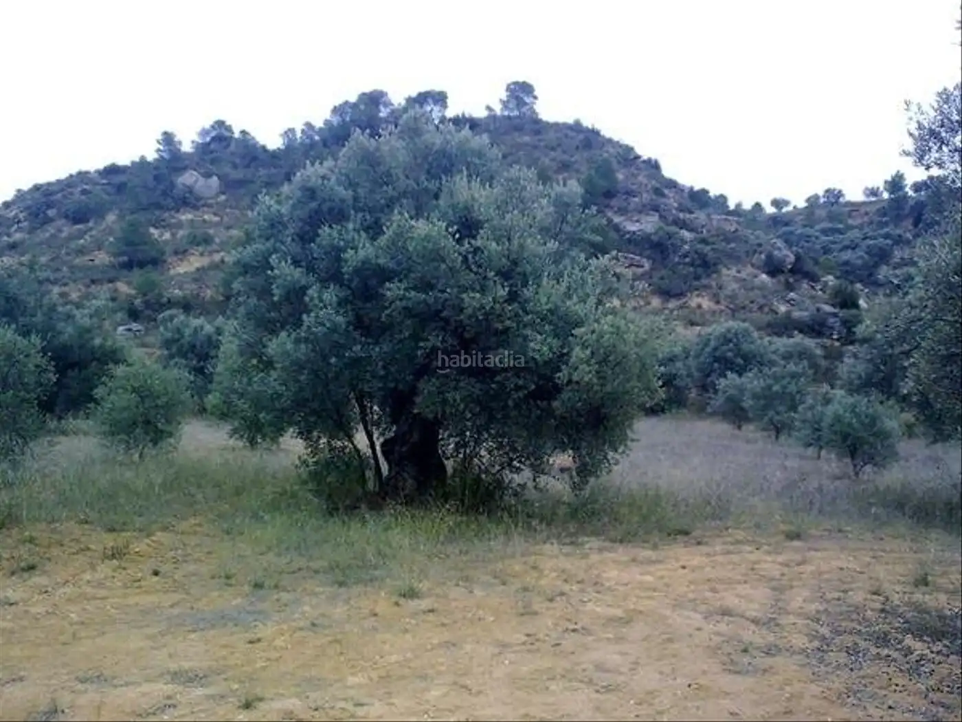 Terrain rustique à vendre à Afores 40