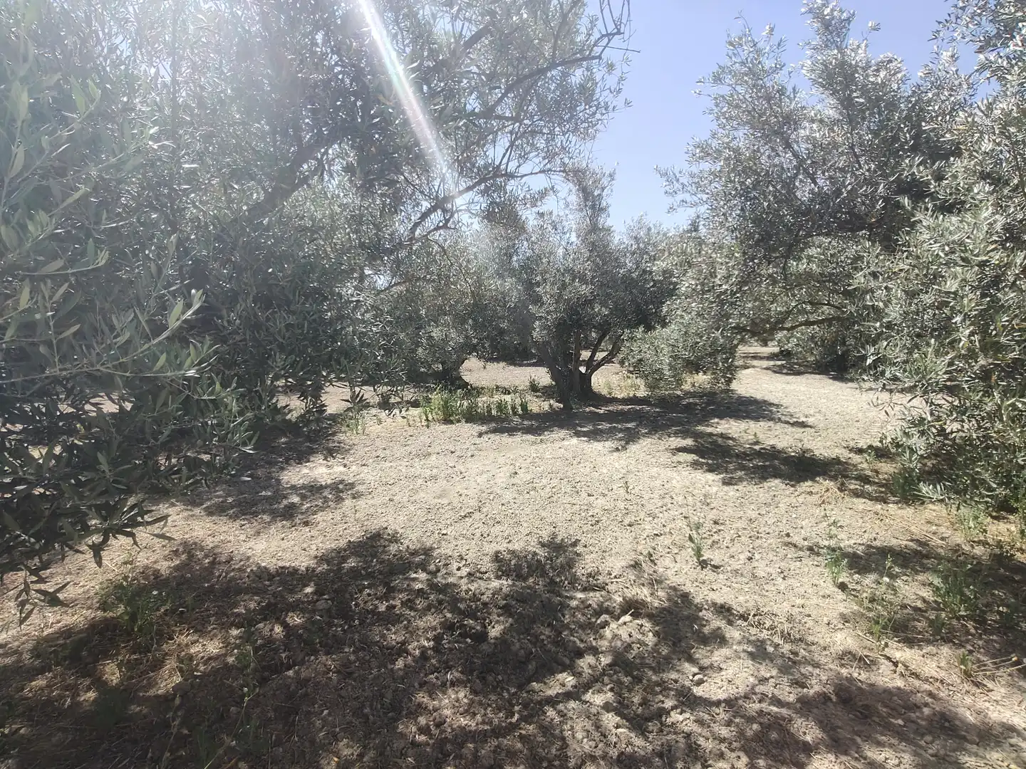 Houses for sale in Baza, Granada