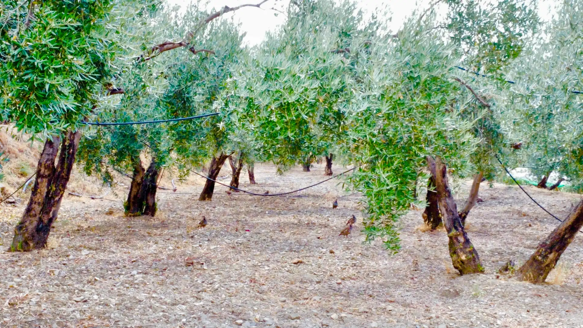 Terreno rustico in vendita a N/A, imagen 33