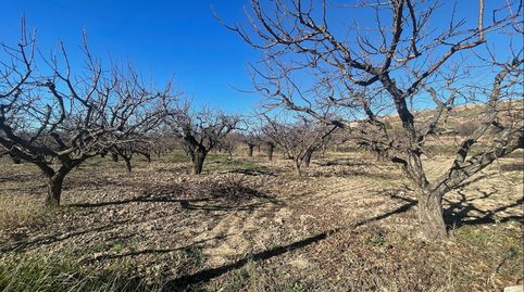 Se venden 6 fanegas de tierra de riego en plena producción de albaricoqueros y ciruelas, 12.000m2 a 5 minutos de Cehegin en plena, immagine 4