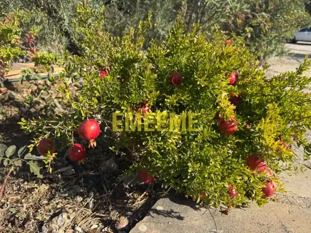 Jardín de Finca rústica en venta en Centro