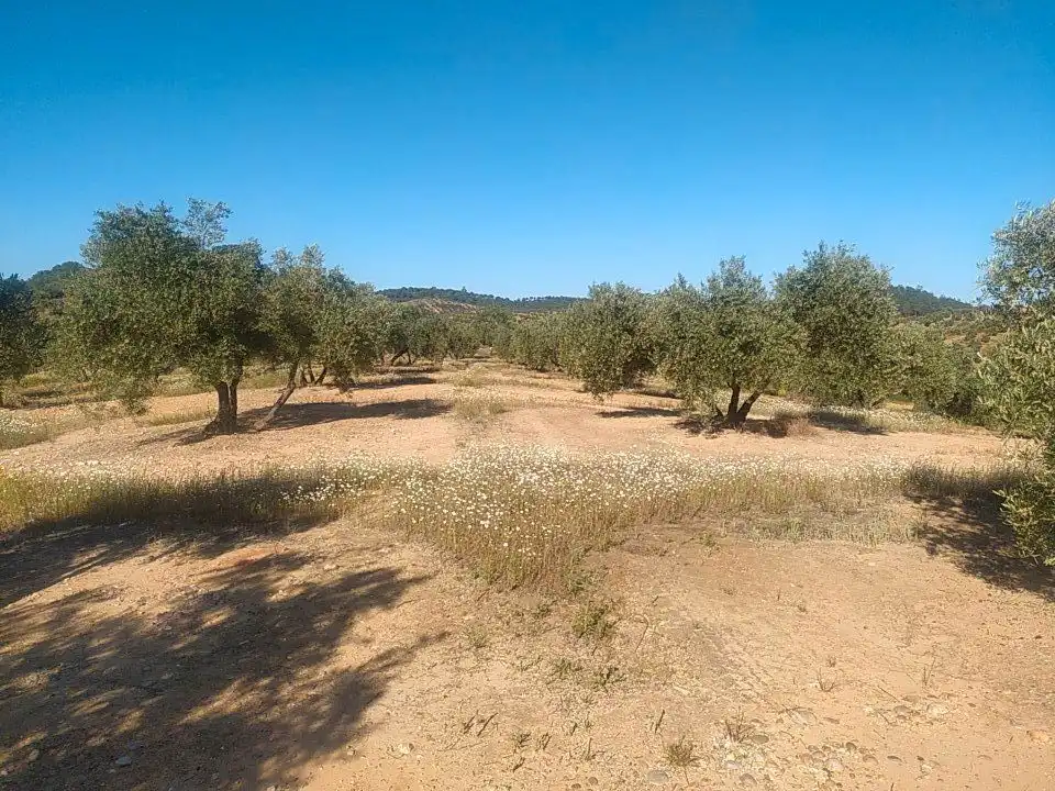 Terreni e lotti in vendita a Villanueva de la Reina, imagen 2