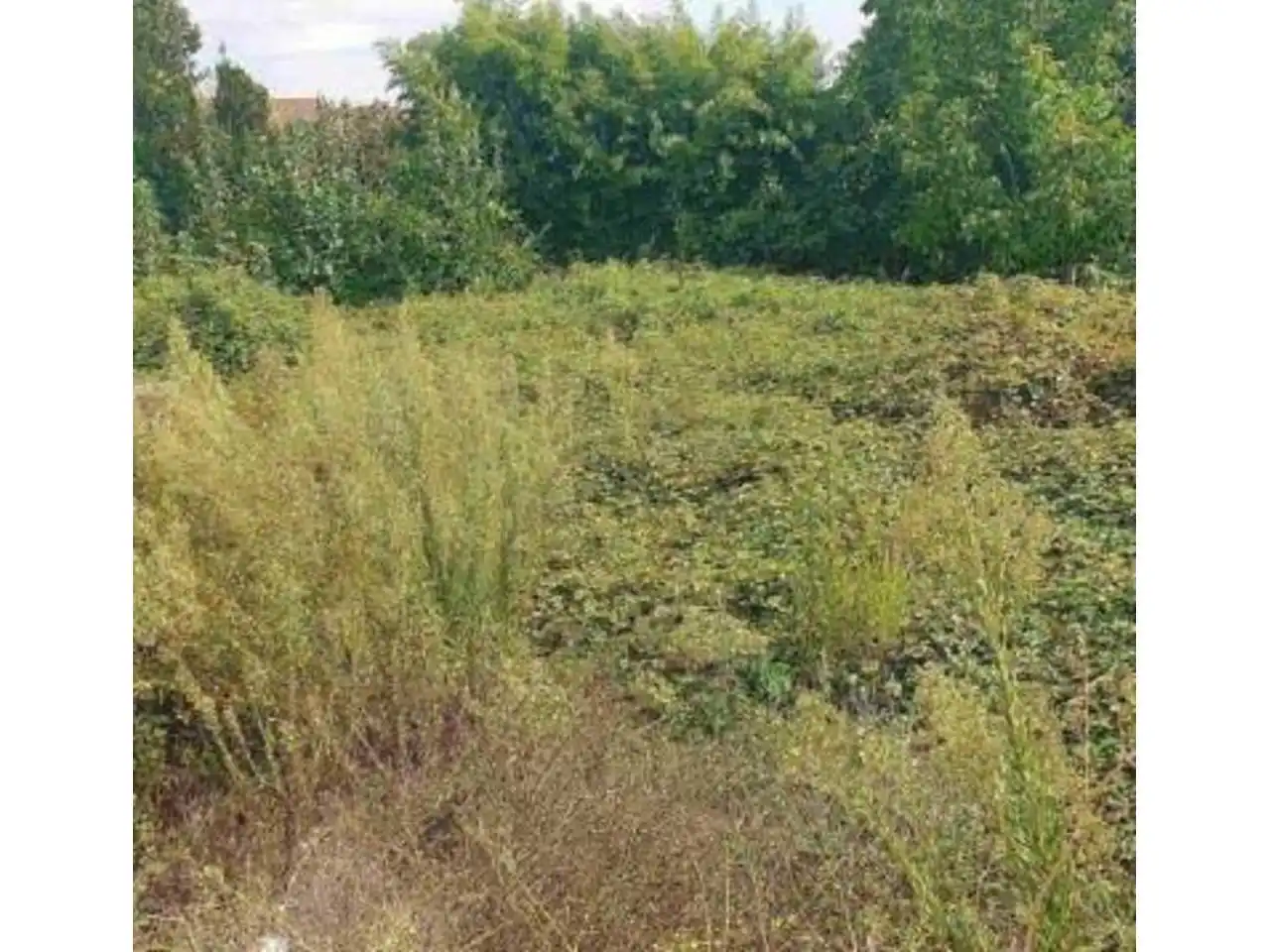 Lands and plots for sale in Verín, imagen 2
