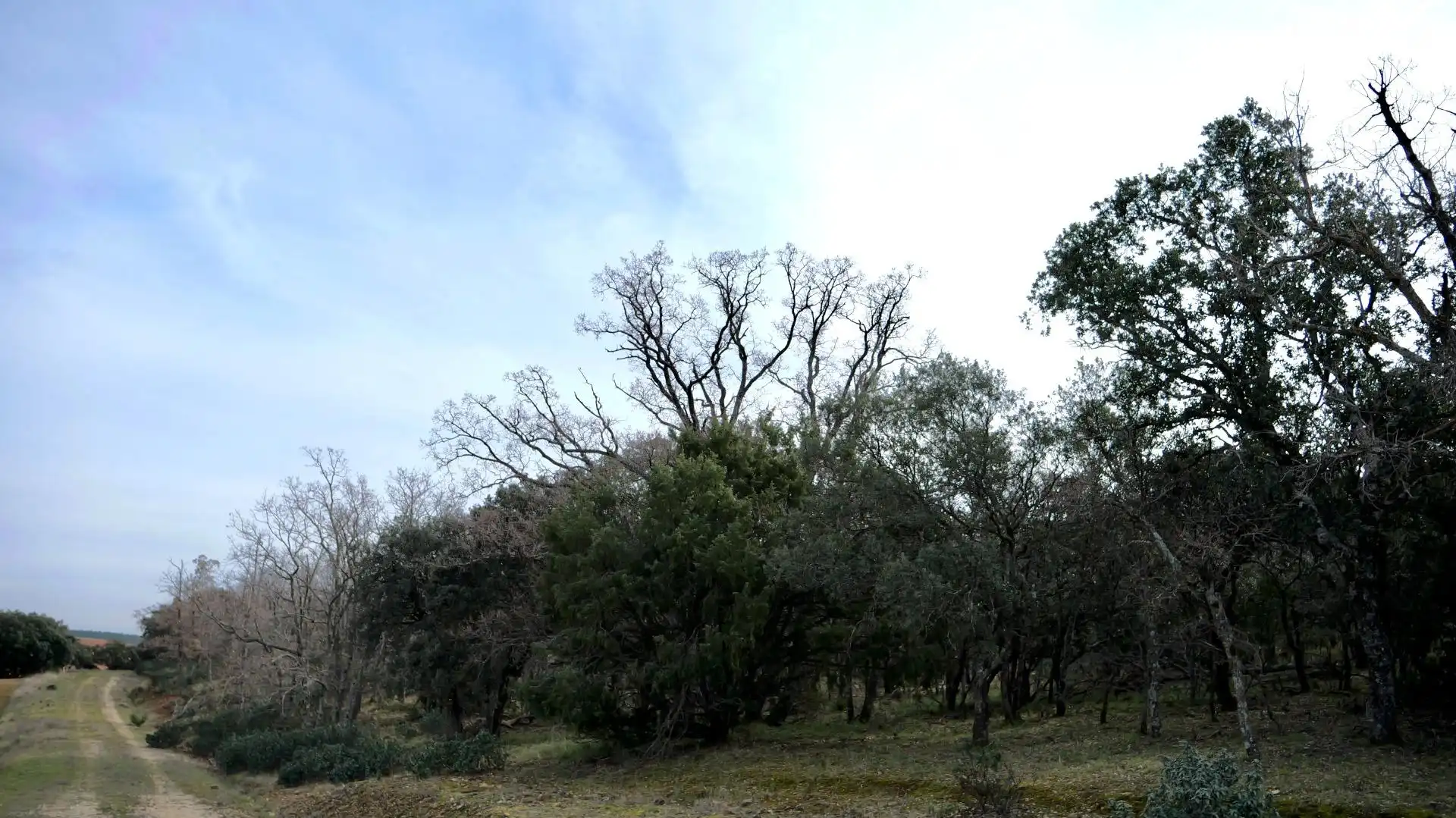 Land for sale in Arbancón