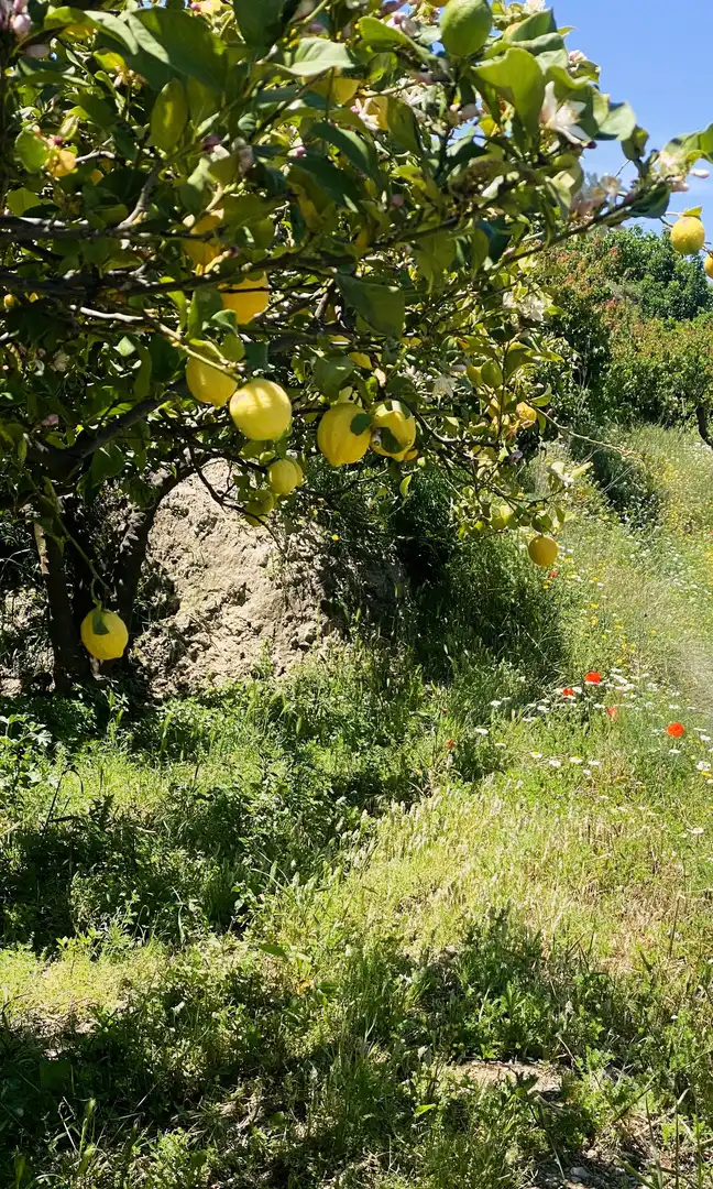 Rustikales Grundstück zum Verkauf in Benahadux, imagen 7