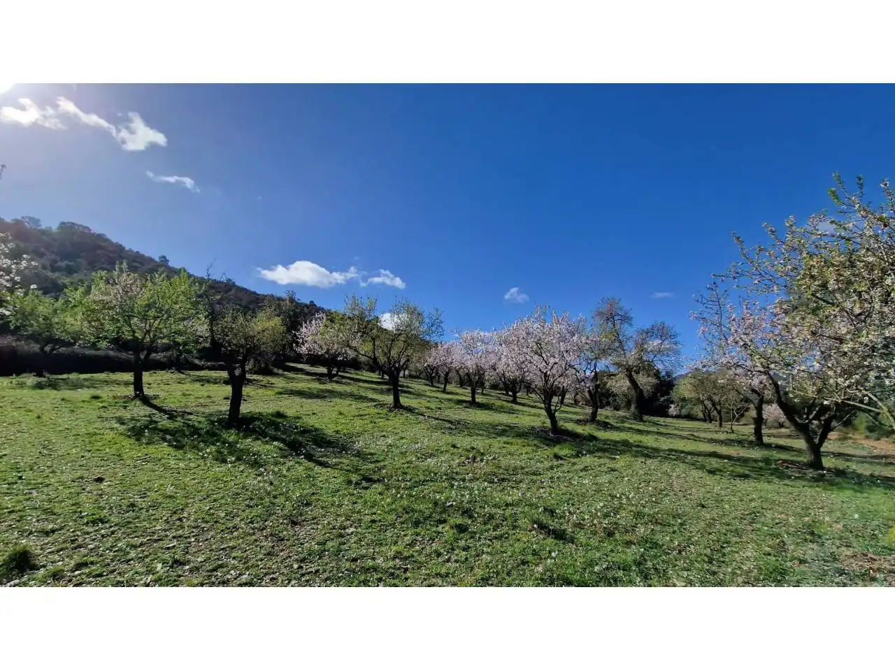 Houses for sale in Vimbodí i Poblet  with Heating, Private garden and Swimming Pool
