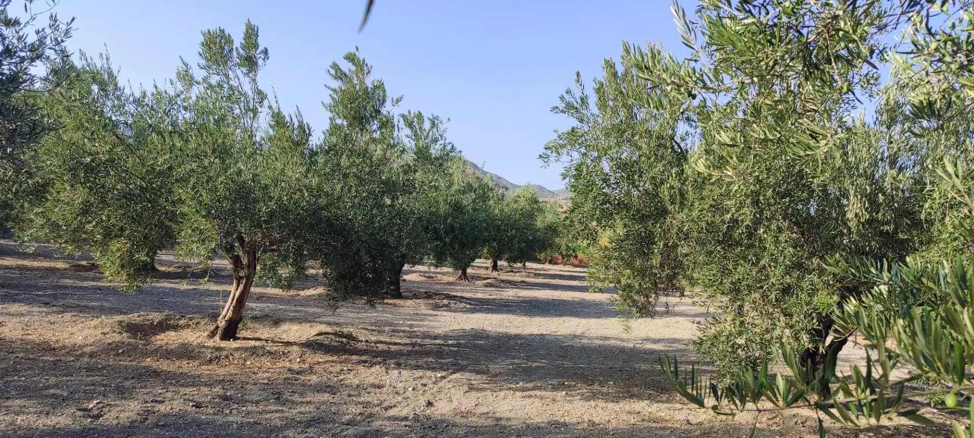 Terrenys i solars en venda a Tíjola, imagen 16