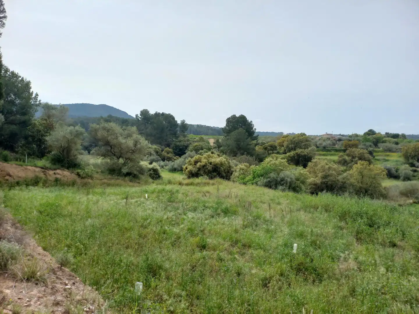 Rural land for sale in Ginestar, imagen 25