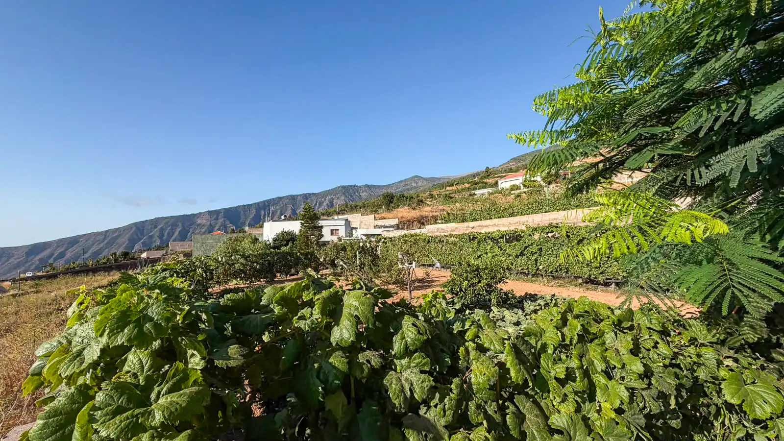 Rural land for sale in Arafo, imagen 2