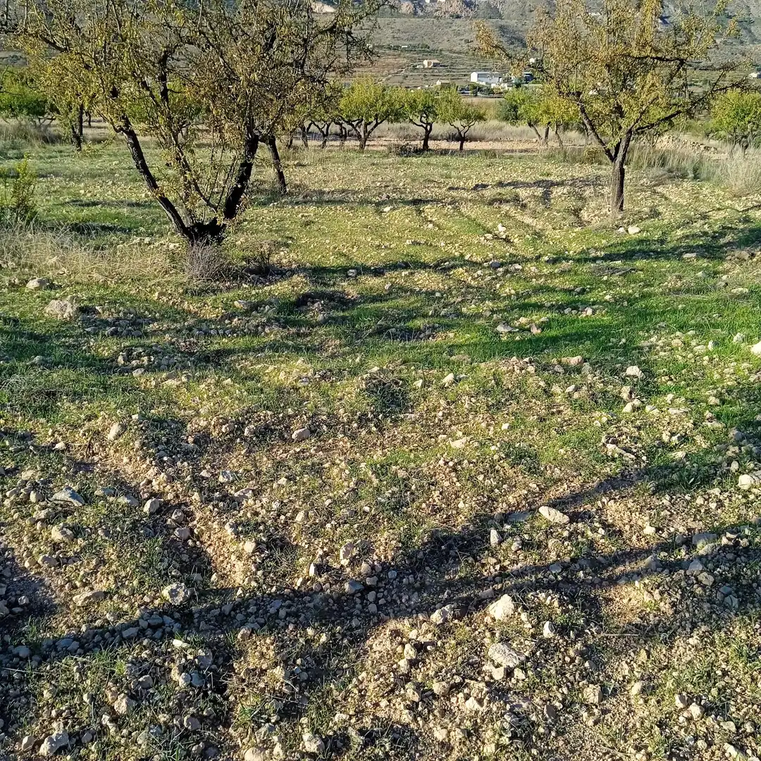 Terreny rústic en venda a La Romana, imagen 6