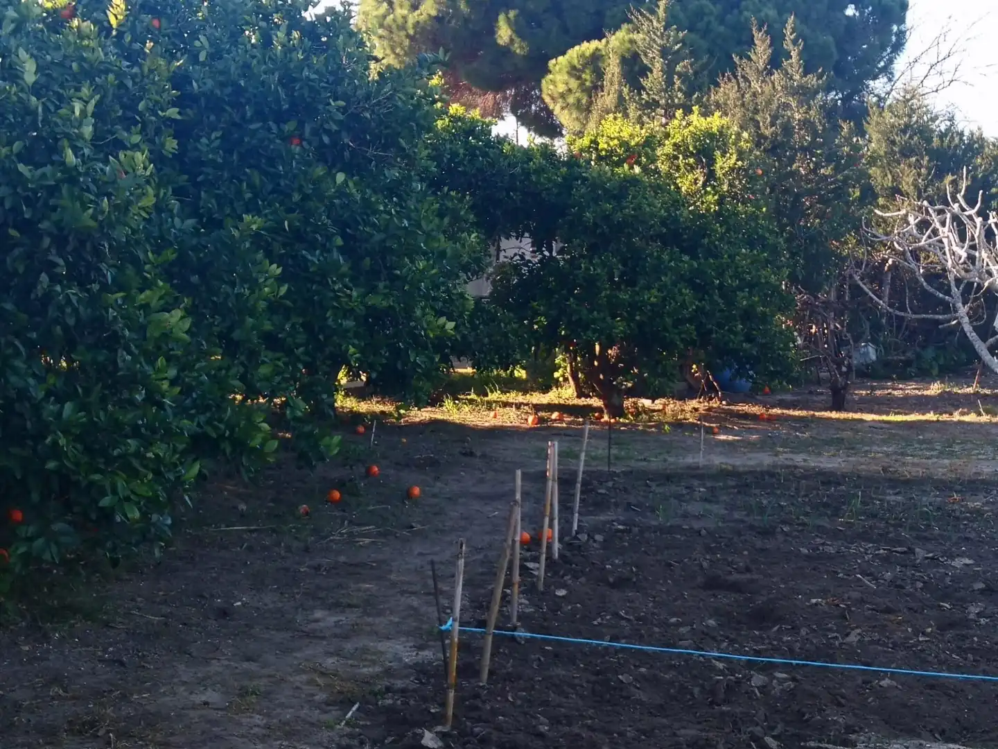 Terreno rustico in vendita a Barbate ciudad, imagen 10