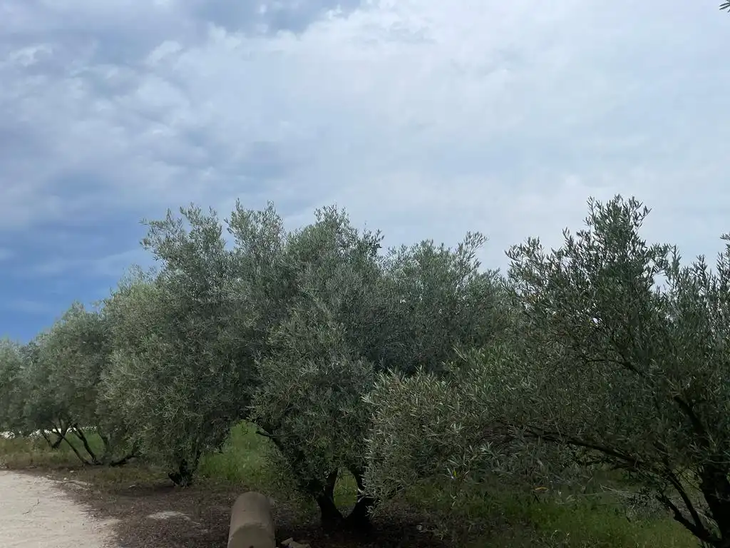 Terreno rustico in vendita a Dolores, imagen 29